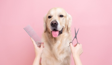 Full-Service <span class="text-theme-colored">Dog Grooming</span>