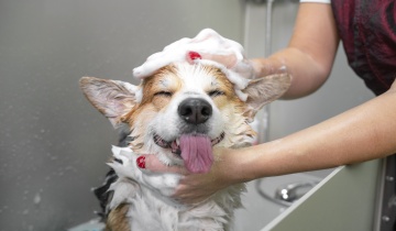 Self-Service <span class="text-theme-colored">Dog Wash</span>